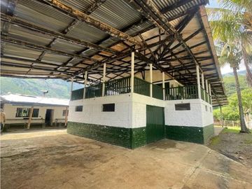 Finca En Produccion De Citricos A La Venta Genova Quindio