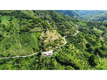 Finca En Produccion De Citricos A La Venta Genova Quindio