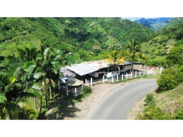 Finca En Produccion De Citricos A La Venta Genova Quindio