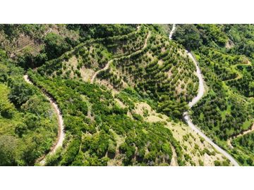 Finca En Produccion De Citricos A La Venta Genova Quindio