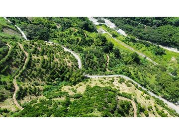 Finca En Produccion De Citricos A La Venta Genova Quindio