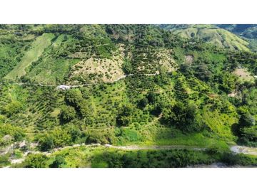 Finca En Produccion De Citricos A La Venta Genova Quindio