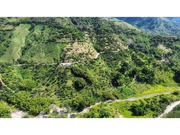 Finca En Produccion De Citricos A La Venta Genova Quindio