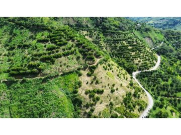 Finca En Produccion De Citricos A La Venta Genova Quindio