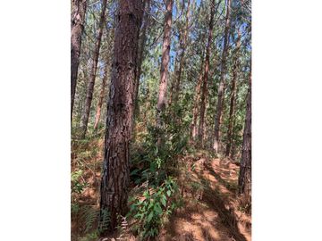 Excelente finca sembrada en pino para inversión o recreo