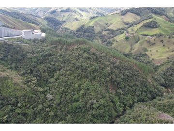 Excelente finca sembrada en pino para inversión o recreo