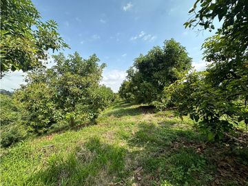 Se Vende Finca Sembrada En Aguacate Semil