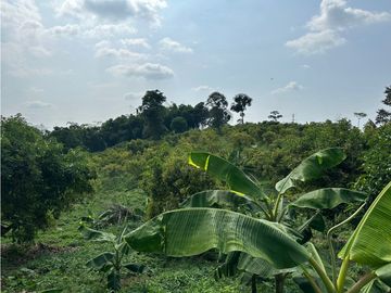 Se Vende Finca Sembrada En Aguacate Semil