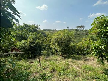 Se Vende Finca Sembrada En Aguacate Semil