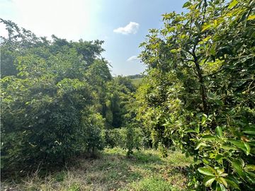 Se Vende Finca Sembrada En Aguacate Semil