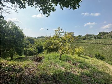 Se Vende Finca Sembrada En Aguacate Semil