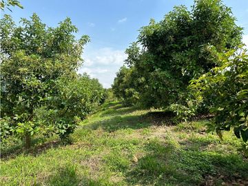 Se Vende Finca Sembrada En Aguacate Semil