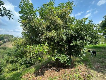 Se Vende Finca Sembrada En Aguacate Semil