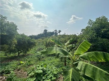 Se Vende Finca Sembrada En Aguacate Semil
