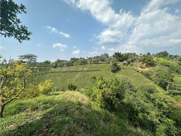 Se Vende Finca Sembrada En Aguacate Semil