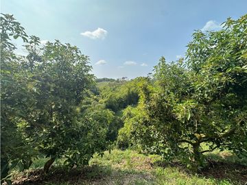 Se Vende Finca Sembrada En Aguacate Semil