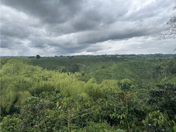 Se Vende Finca Cafetera En Alcala Norte Del Valle Limites Con Quindio