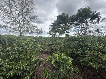 Se Vende Finca Cafetera En Alcala Norte Del Valle Limites Con Quindio