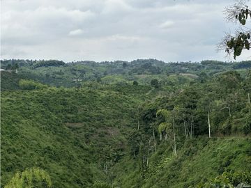 Se Vende Finca Cafetera En Alcala Norte Del Valle Limites Con Quindio