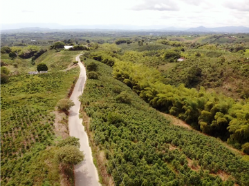 Se Vende Finca Cafetera En Alcala Norte Del Valle Limites Con Quindio