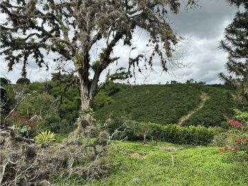 Se Vende Finca Cafetera En Alcala Norte Del Valle Limites Con Quindio