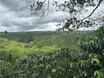 Se Vende Finca Cafetera En Alcala Norte Del Valle Limites Con Quindio