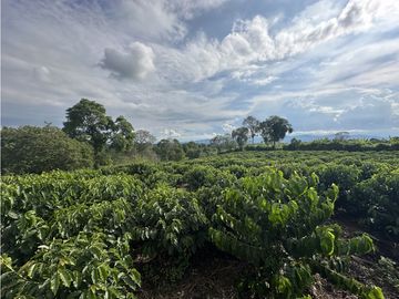 Se Vende Finca Cafetera En Alcala Norte Del Valle Limites Con Quindio