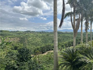 Se Vende Finca Cafetera En Alcala Norte Del Valle Limites Con Quindio
