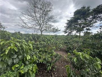 Se Vende Finca Cafetera En Alcala Norte Del Valle Limites Con Quindio