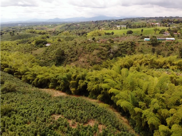 Se Vende Finca Cafetera En Alcala Norte Del Valle Limites Con Quindio