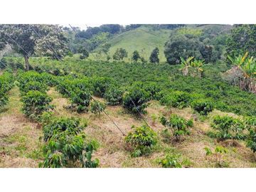 Finca En Venta Cafetera Pequeña En Salento Quindio