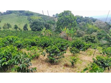 Finca En Venta Cafetera Pequeña En Salento Quindio