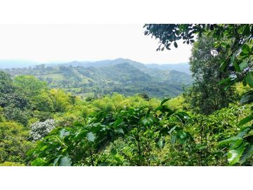 Finca En Venta Cafetera Pequeña En Salento Quindio