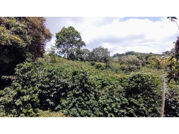 Finca En Venta Cafetera Pequeña En Salento Quindio
