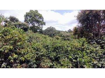 Finca En Venta Cafetera Pequeña En Salento Quindio
