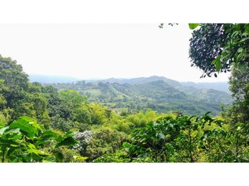Finca En Venta Cafetera Pequeña En Salento Quindio