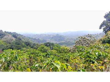 Finca En Venta Cafetera Pequeña En Salento Quindio