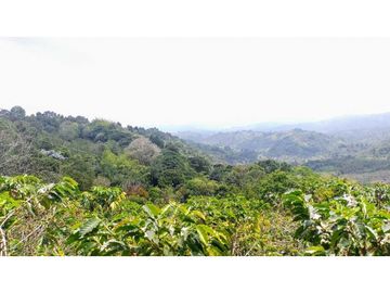 Finca En Venta Cafetera Pequeña En Salento Quindio