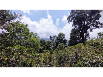 Finca En Venta Cafetera Pequeña En Salento Quindio
