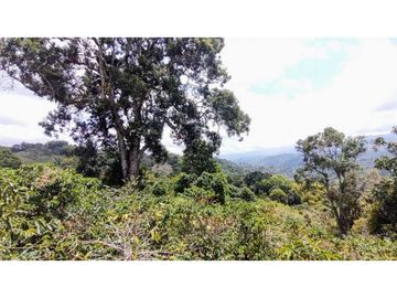Finca En Venta Cafetera Pequeña En Salento Quindio