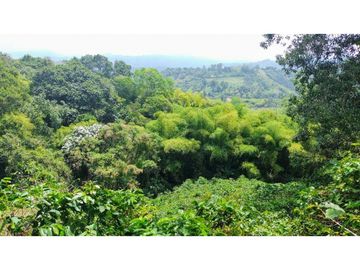 Finca En Venta Cafetera Pequeña En Salento Quindio
