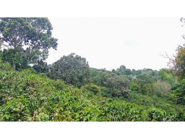 Finca En Venta Cafetera Pequeña En Salento Quindio