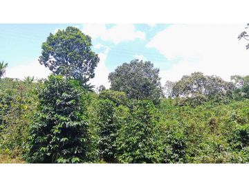 Finca En Venta Cafetera Pequeña En Salento Quindio