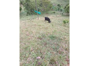 LOTE CON CASA EN SECTOR LA MONTAÑITA EN SAN CRISTOBAL