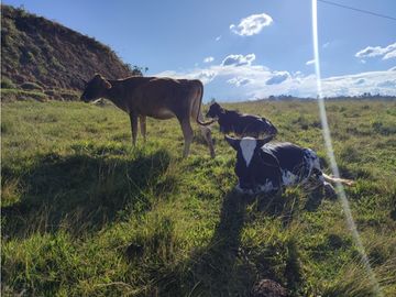 Finca en venta el Peñol Antioquia Parcelar 36,000 m2 el Marial.