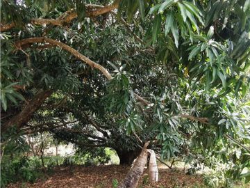 FINCA EL EDEN SECTOR EL PRADO TOLIMA