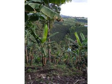 Venta de Finca en Filandia