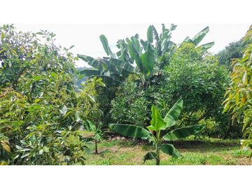 Finca Para Agroturismo En Venta Salento