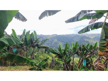 Finca Para Agroturismo En Venta Salento