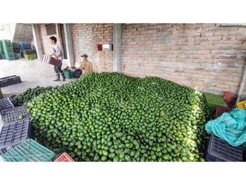 Finca Para Agroturismo En Venta Salento